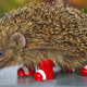 Illustration for article titled Sega Promotes Awareness Of Endangered Hedgehogs By Being Cruel To Them